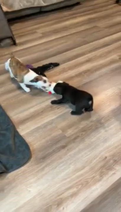 Enlarge Clover, a ADOPTABLE mixed breed in clayton , CA video 3/6