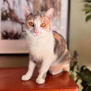Enlarge Piglet, a ADOPTABLE Dilute Calico in Southern Pines, NC image 1/3