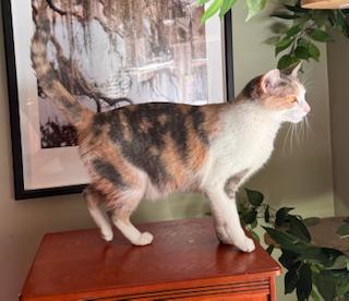 Enlarge Piglet, a ADOPTABLE Dilute Calico in Southern Pines, NC image 2/3