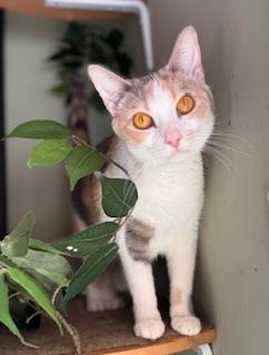 Enlarge Piglet, a ADOPTABLE Dilute Calico in Southern Pines, NC image 3/3