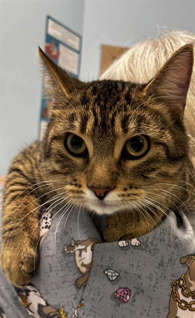 BUBBA, Adoptable, Young Male Domestic Short Hair.