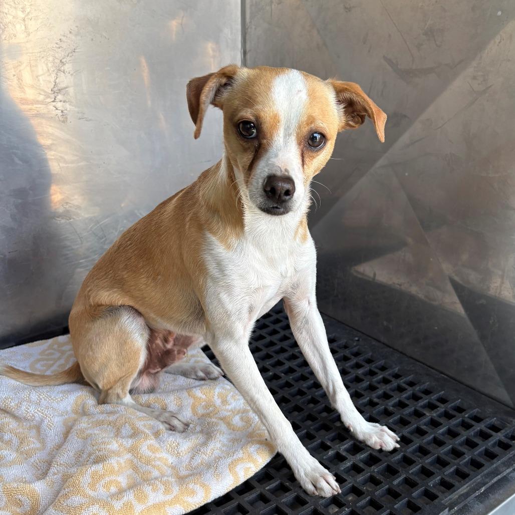 Enlarge Mr. Dude, a Adoptable mixed breed in Bryan, TX image 1/1