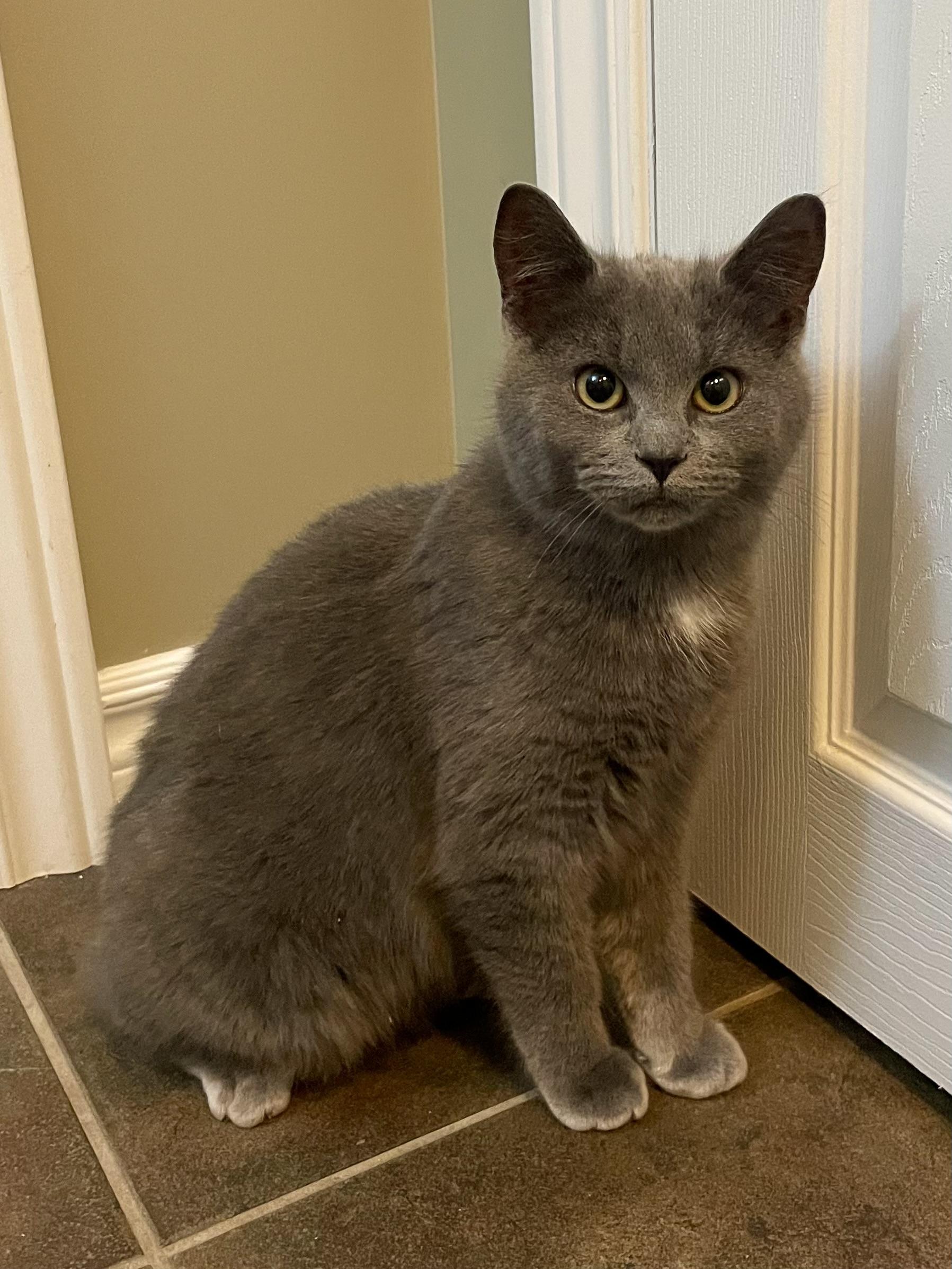 Enlarge Misty, a ADOPTABLE mixed breed in Oshawa, ON image 1/4