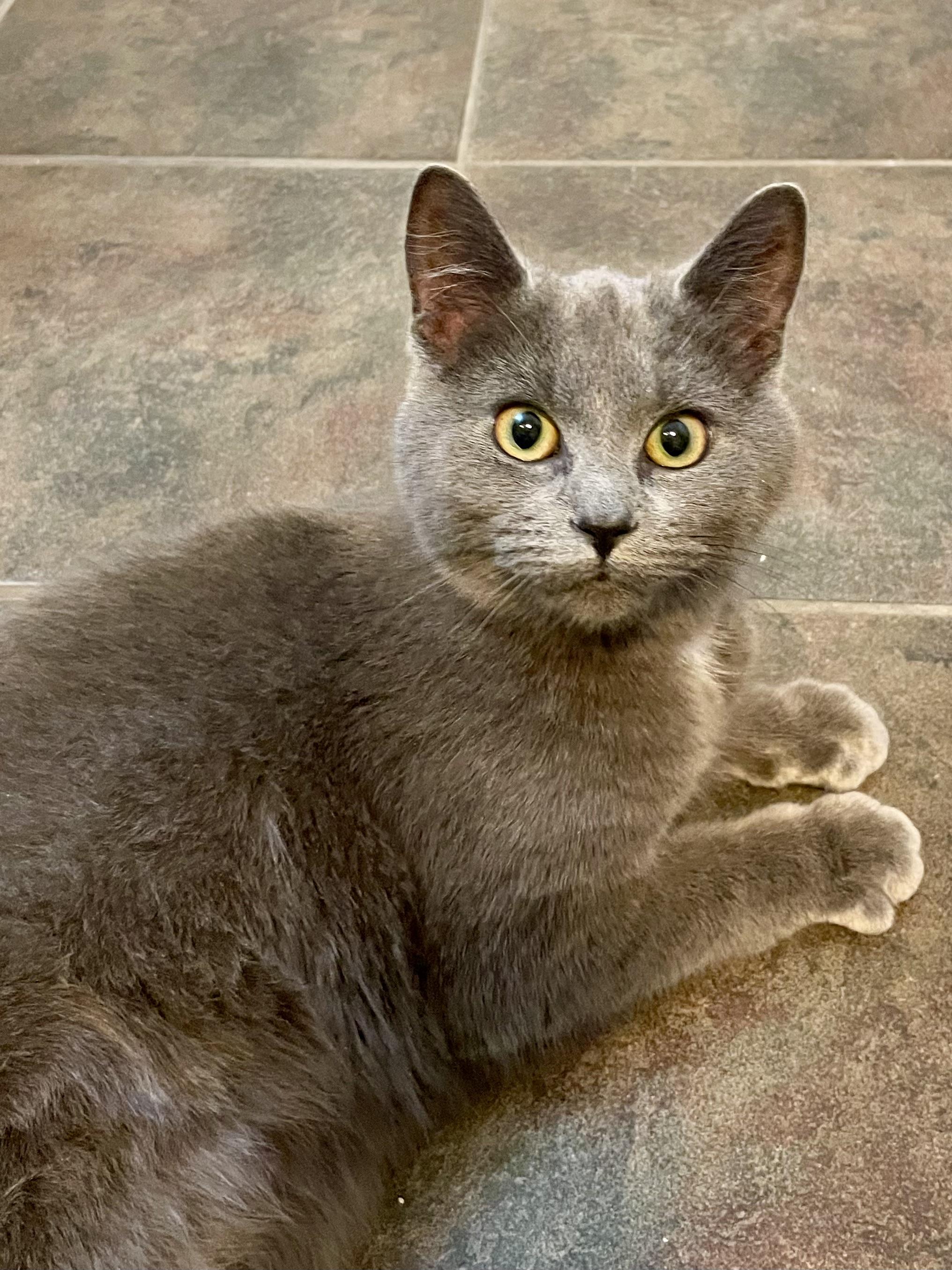 Enlarge Misty, a ADOPTABLE mixed breed in Oshawa, ON image 4/4