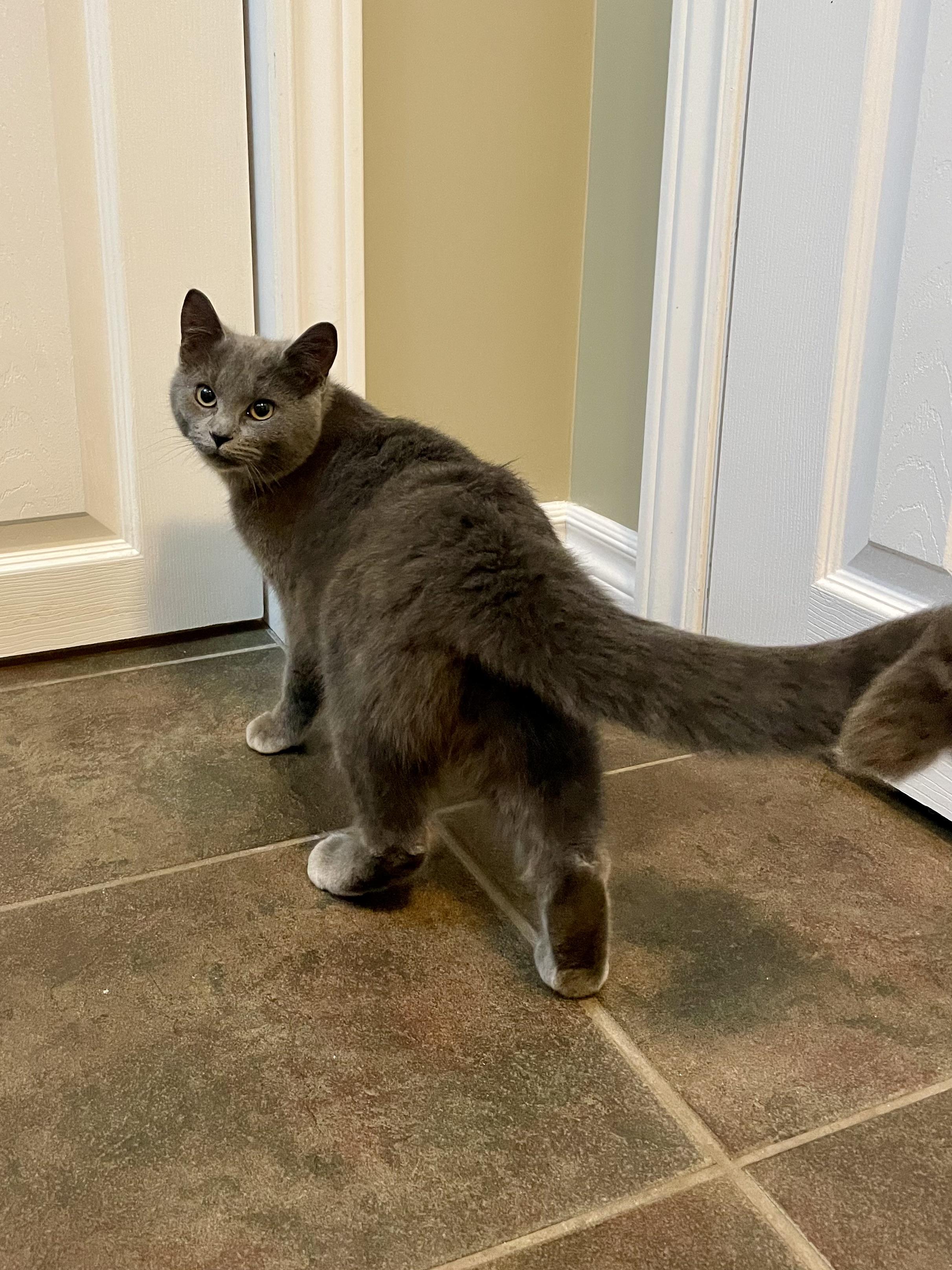 Enlarge Misty, a ADOPTABLE mixed breed in Oshawa, ON image 2/4