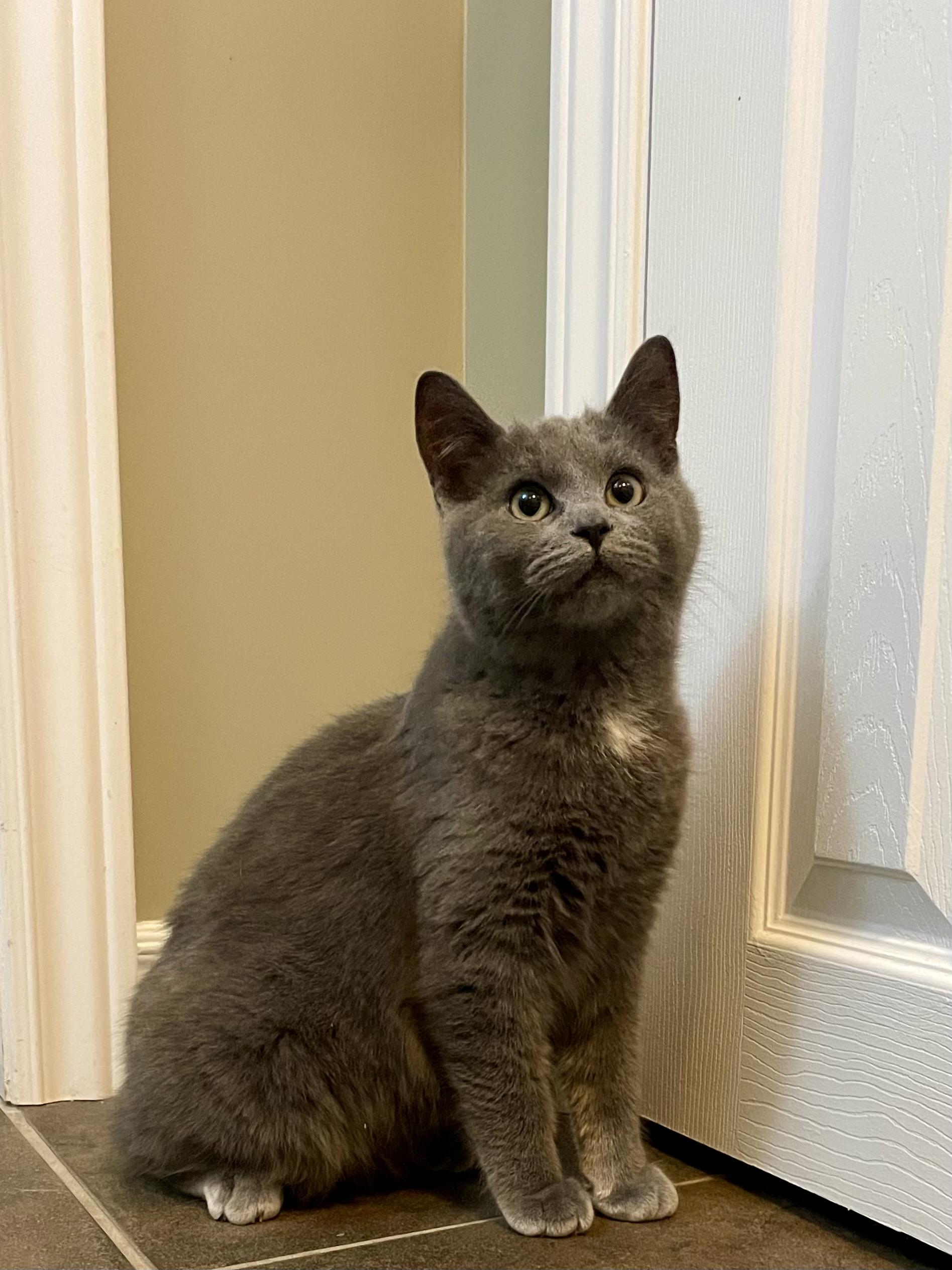 Enlarge Misty, a ADOPTABLE mixed breed in Oshawa, ON image 3/4