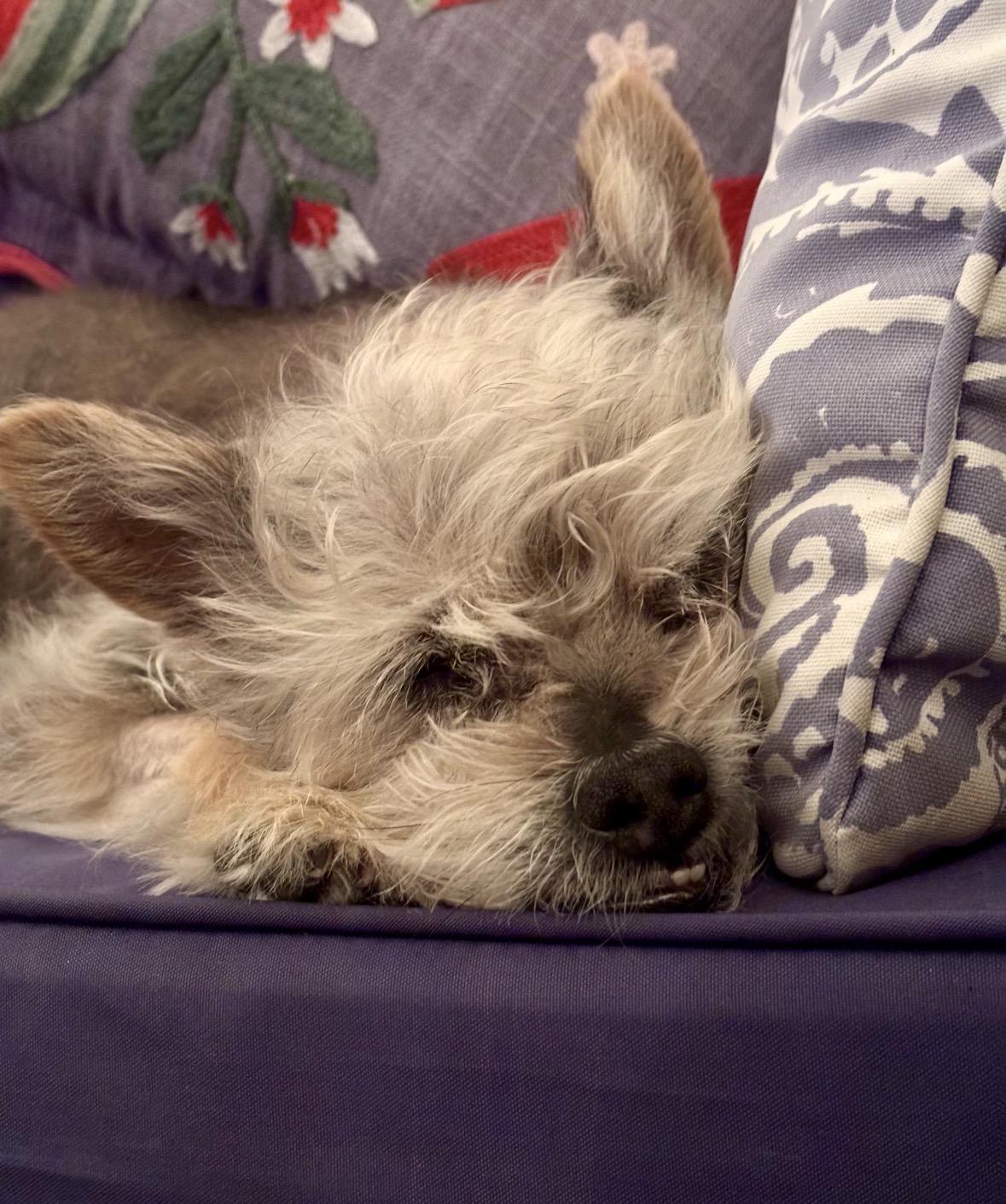 Milly, a ADOPTABLE Yorkshire Terrier in Taunton, MA image 2/4
