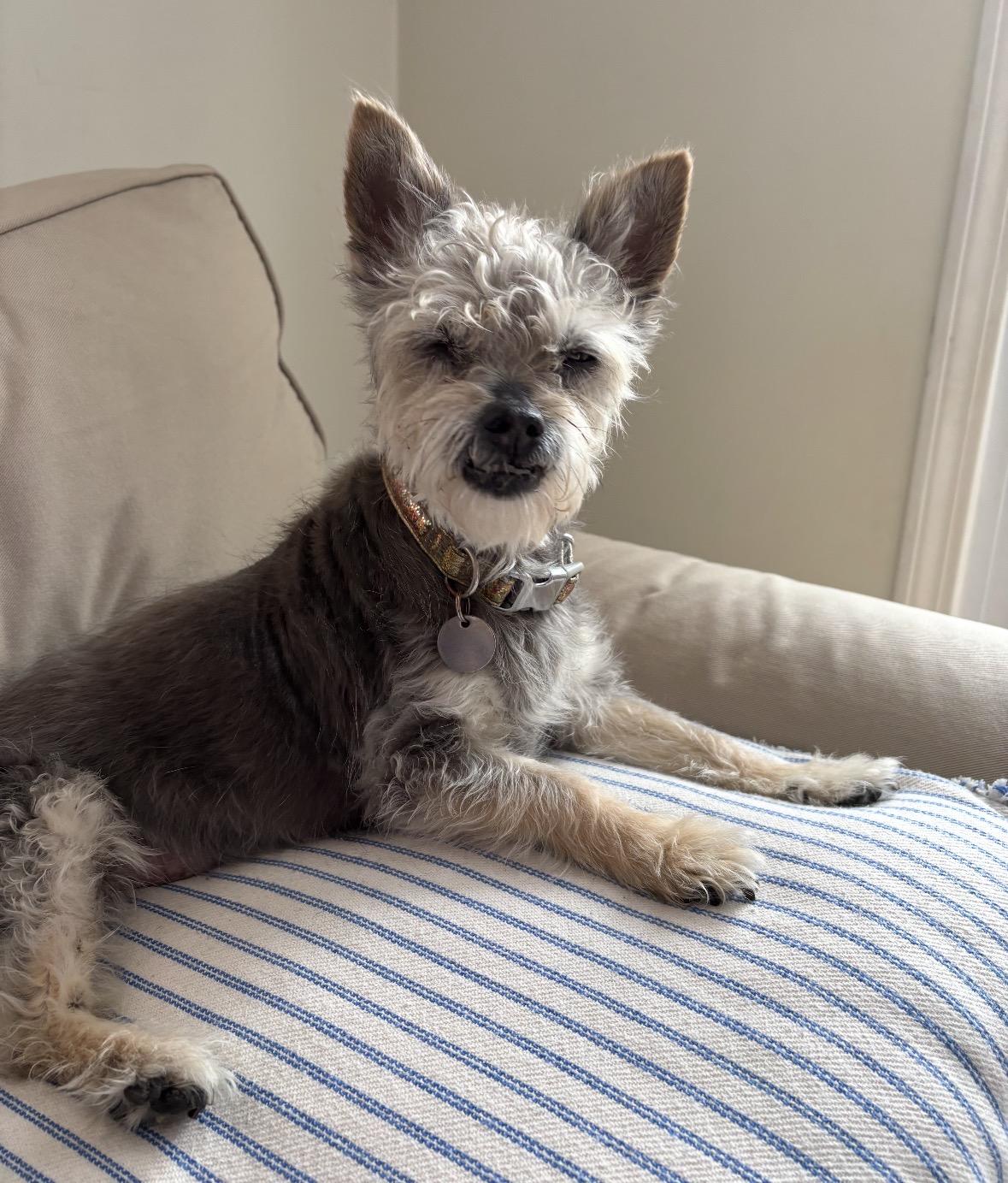 Milly, a ADOPTABLE Yorkshire Terrier in Taunton, MA image 1/4