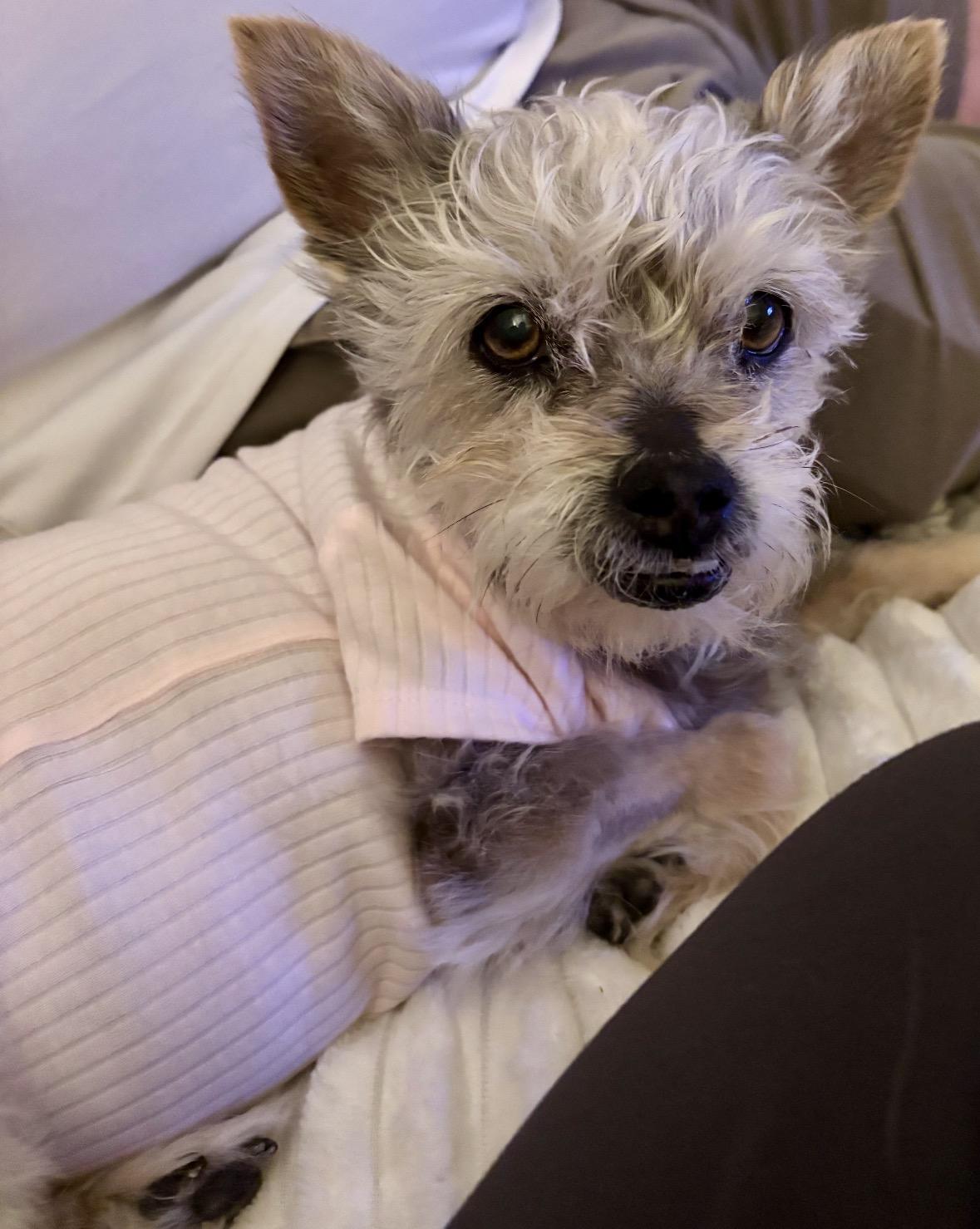Milly, a ADOPTABLE Yorkshire Terrier in Taunton, MA image 3/4