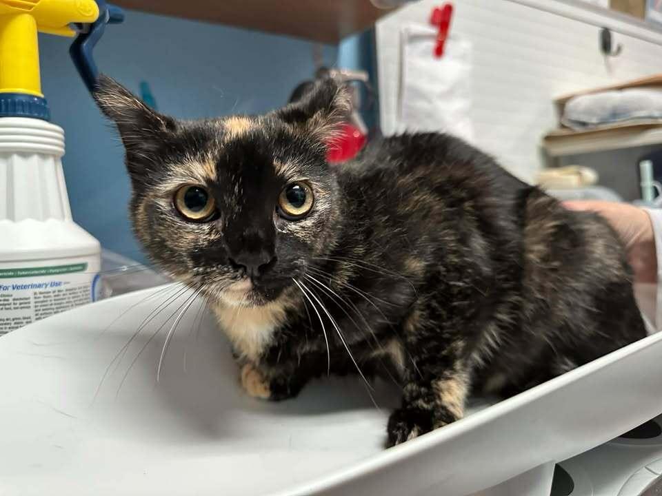 Aoife, Adoptable, Young Female Domestic Short Hair.