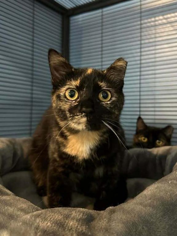 Enlarge Aoife, a Adoptable mixed breed in Woodbridge, VA image 2/2