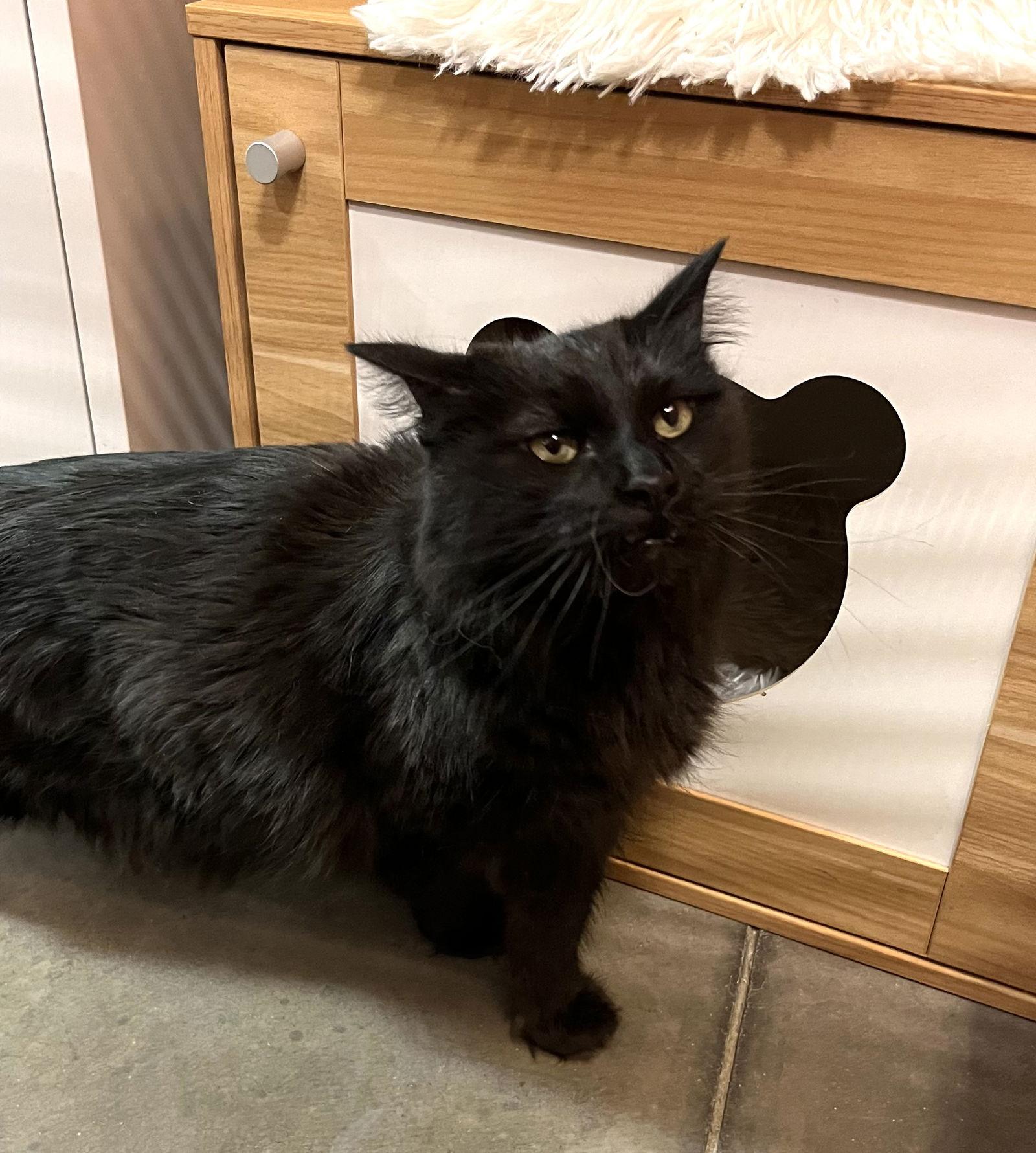 Mimosa, Adoptable, Young Female Domestic Short Hair.