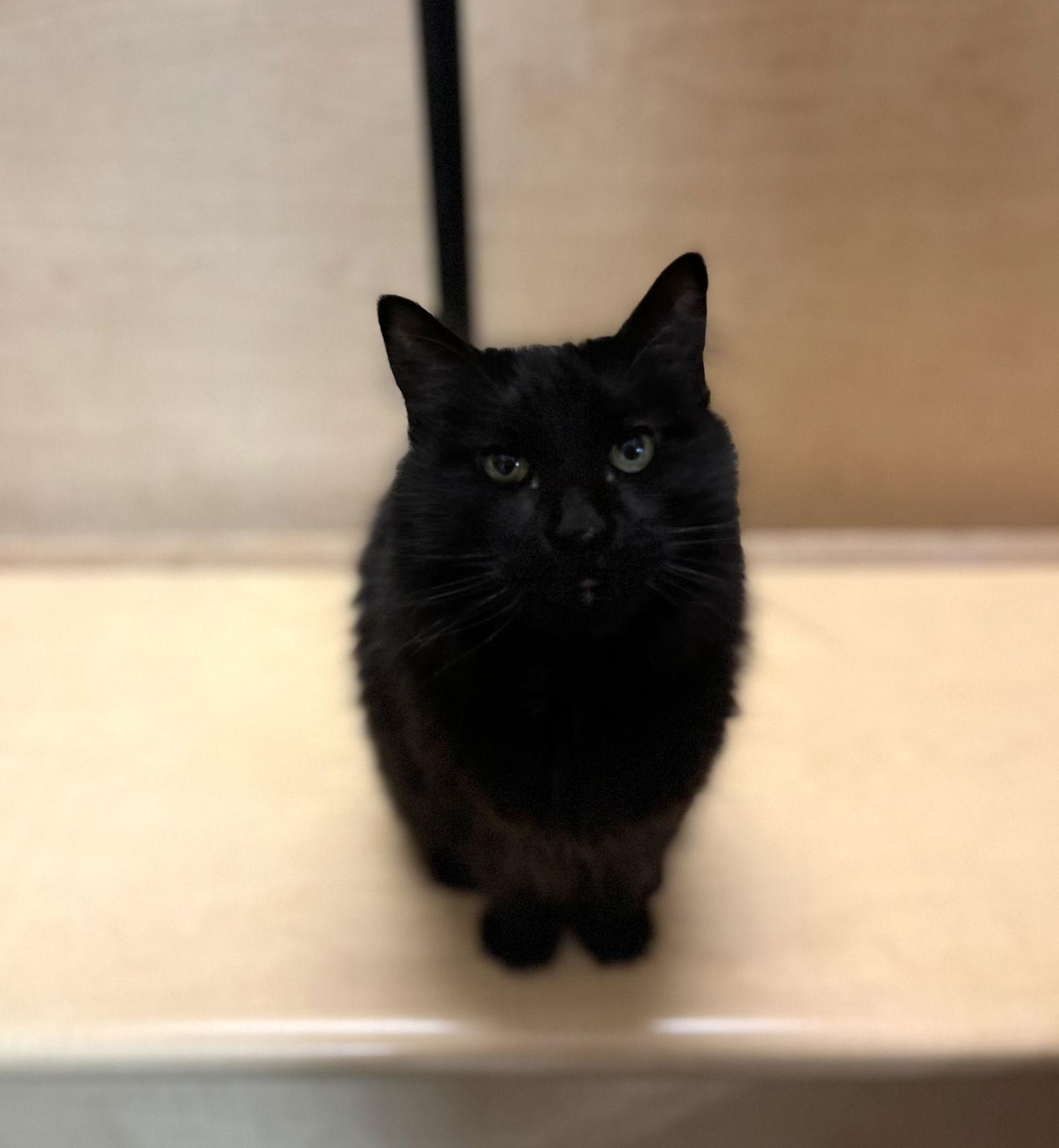 Enlarge Mimosa, a Adoptable Domestic Short Hair in Scottsdale, AZ image 2/3