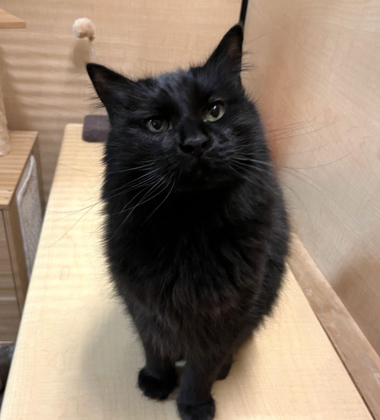 Enlarge Mimosa, a Adoptable Domestic Short Hair in Scottsdale, AZ image 3/3