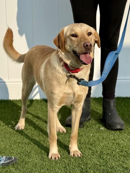 Sibyl, ADOPTABLE, Young Female Labrador Retriever.
