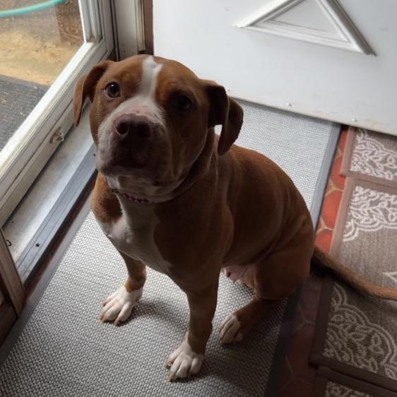 Heaven, Adoptable, Adult Female Pit Bull Terrier.