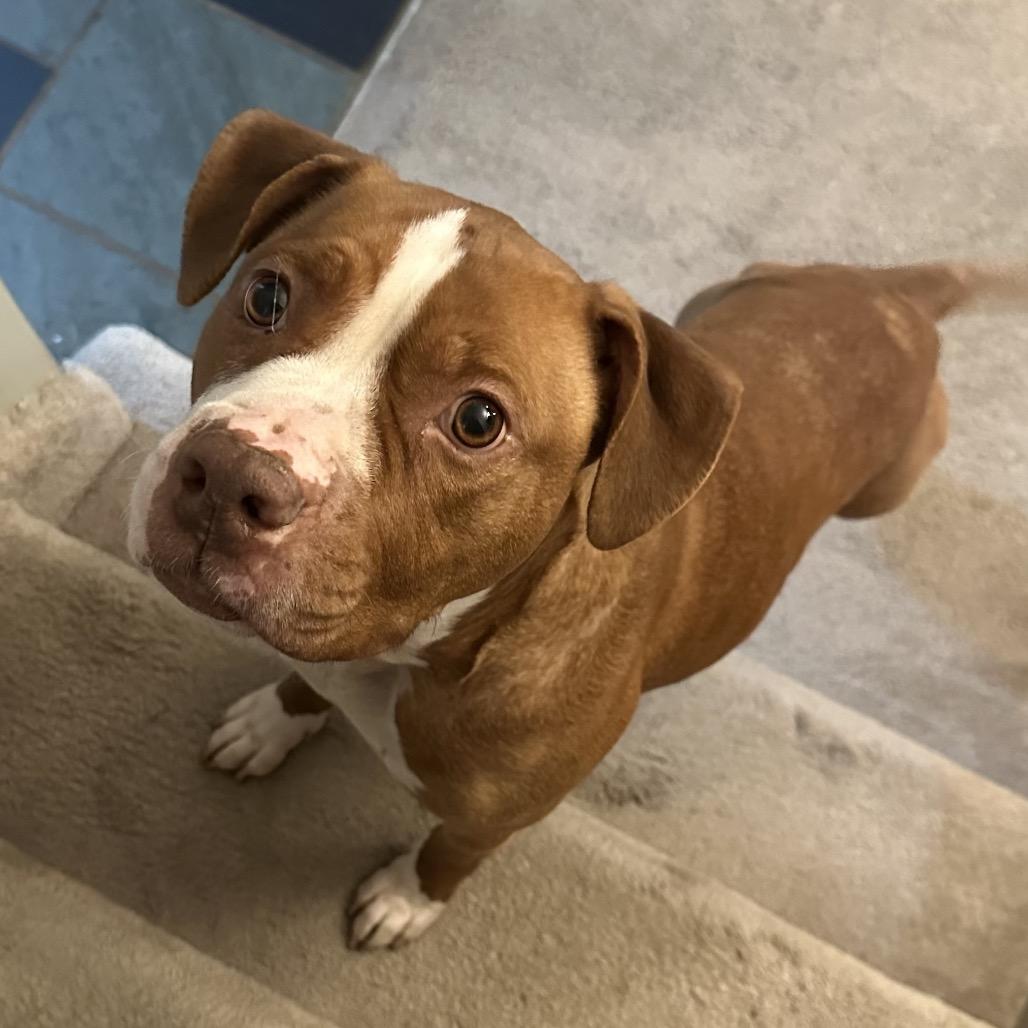 Heaven, a Adoptable Pit Bull Terrier in Philadelphia, PA image 2/6