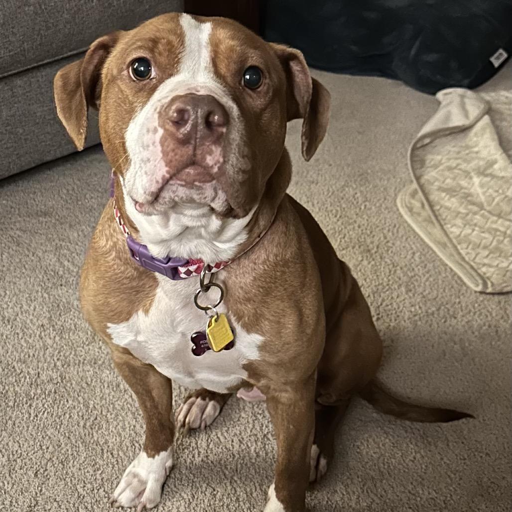 Heaven, a Adoptable Pit Bull Terrier in Philadelphia, PA image 3/6
