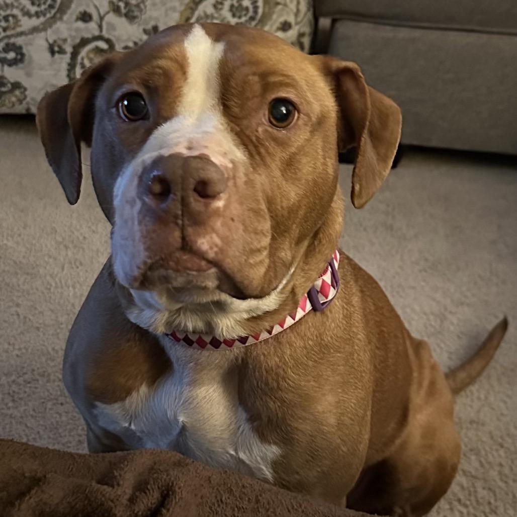 Heaven, a Adoptable Pit Bull Terrier in Philadelphia, PA image 4/6