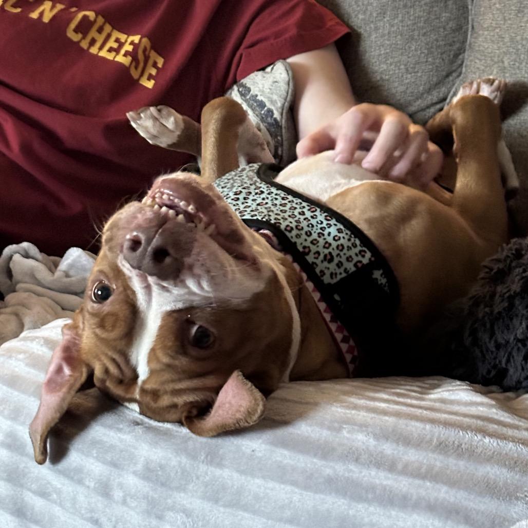 Heaven, a Adoptable Pit Bull Terrier in Philadelphia, PA image 5/6