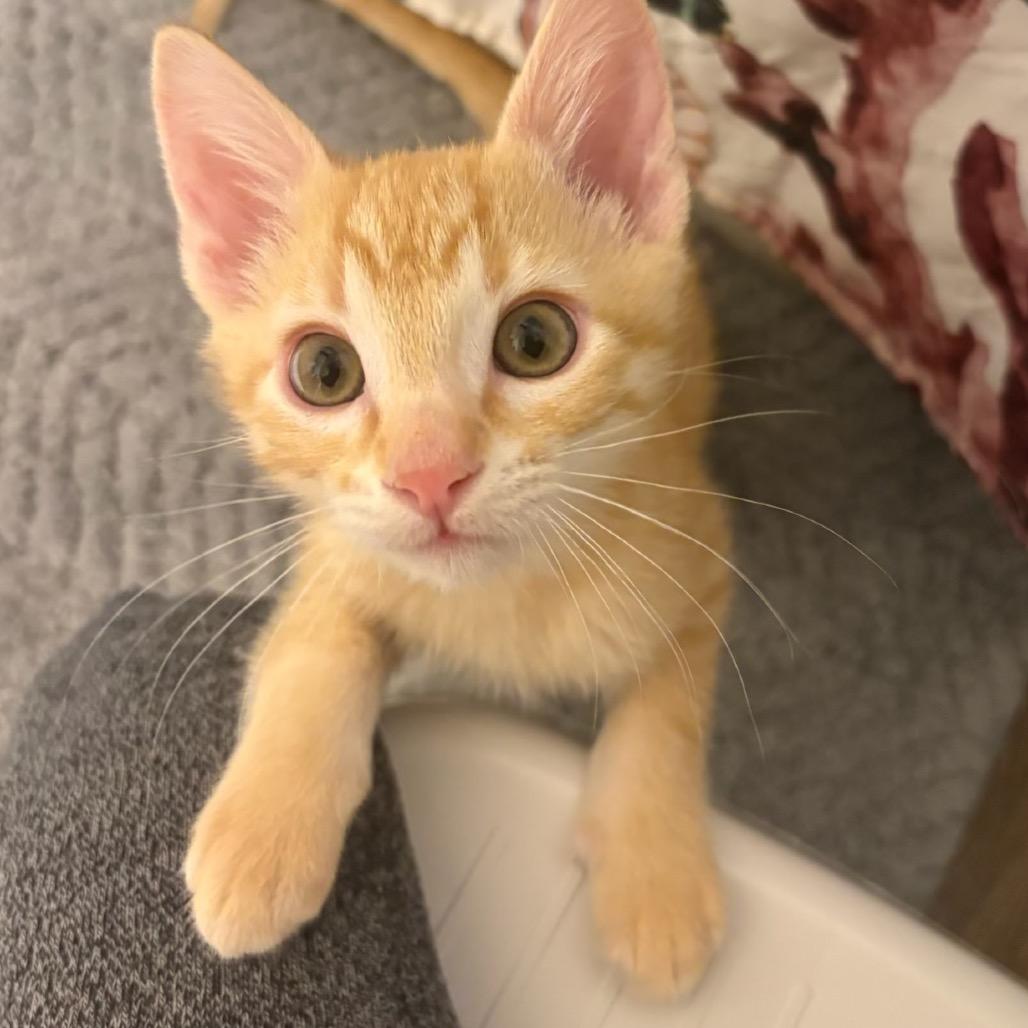 Marshal (Snuggles), Adoptable, Kitten Male Domestic Short Hair & Domestic Short Hair.