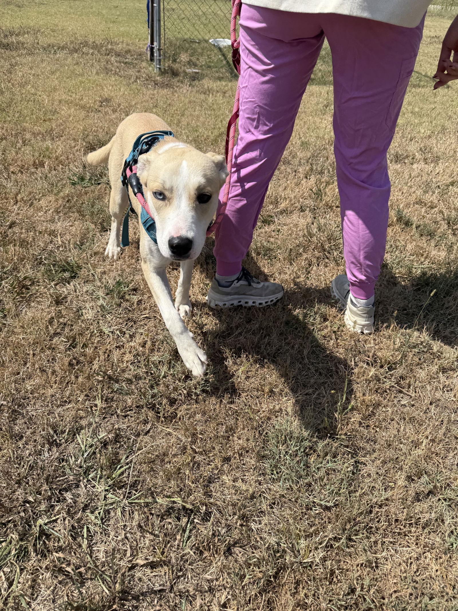 Enlarge Chauncy, a Adoptable mixed breed in Corning, AR image 1/3