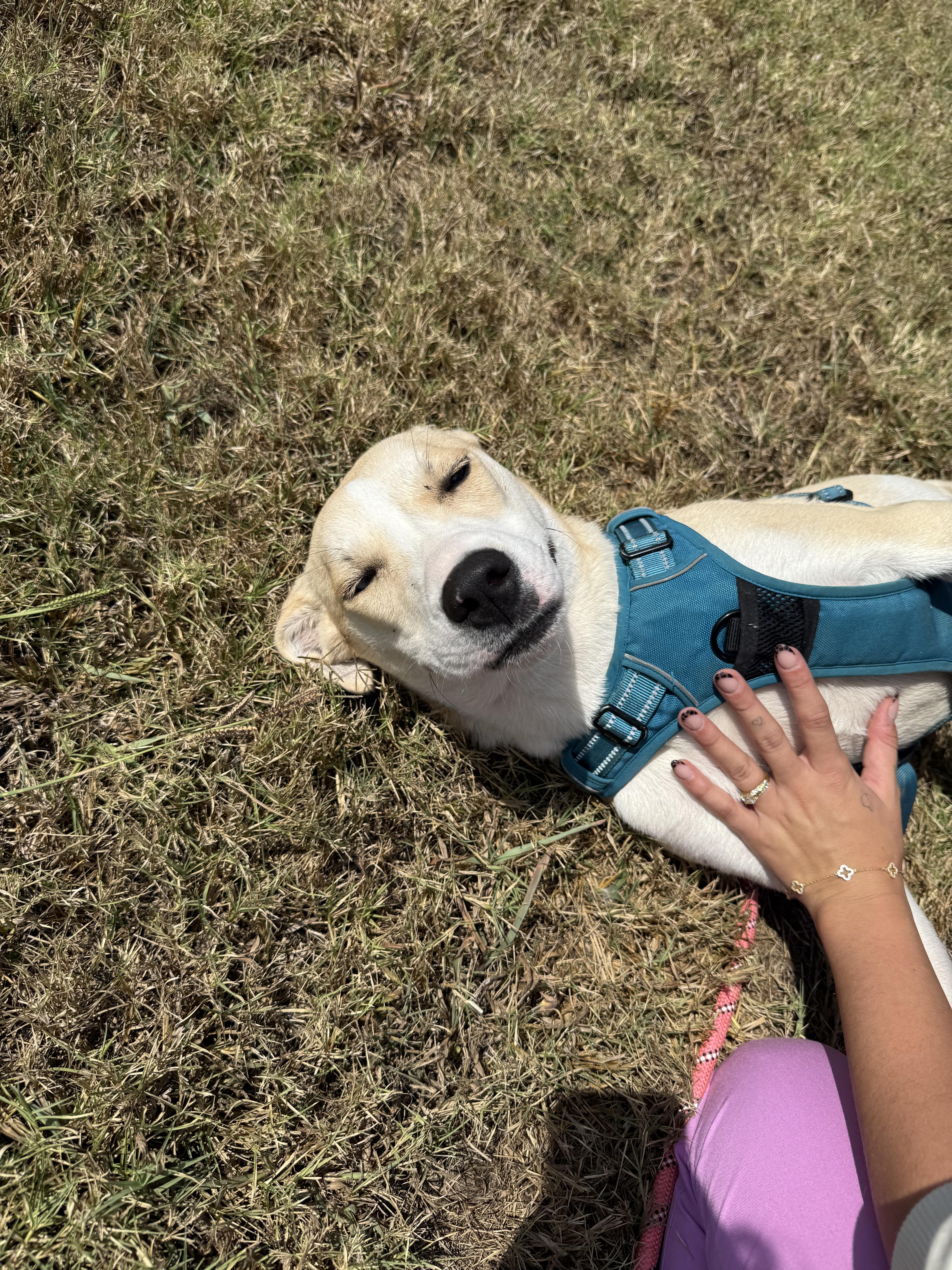 Chauncy, Adoptable, Young Female Husky & Akita.