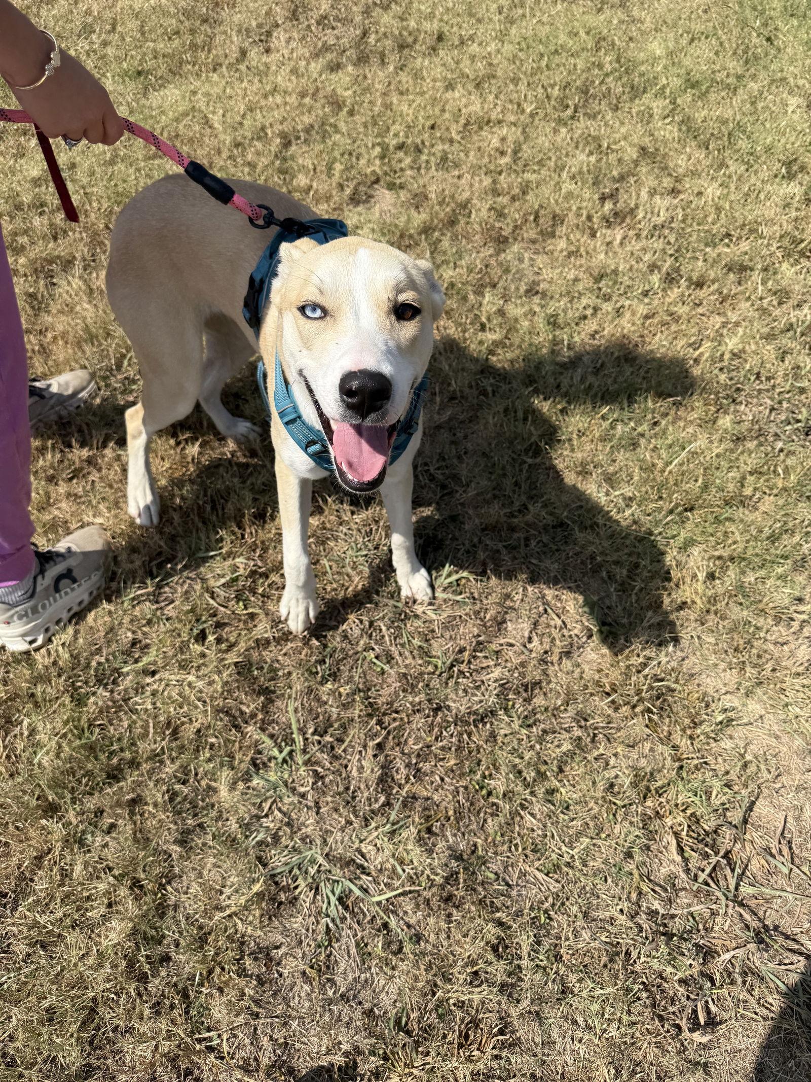 Enlarge Chauncy, a Adoptable mixed breed in Corning, AR image 3/3