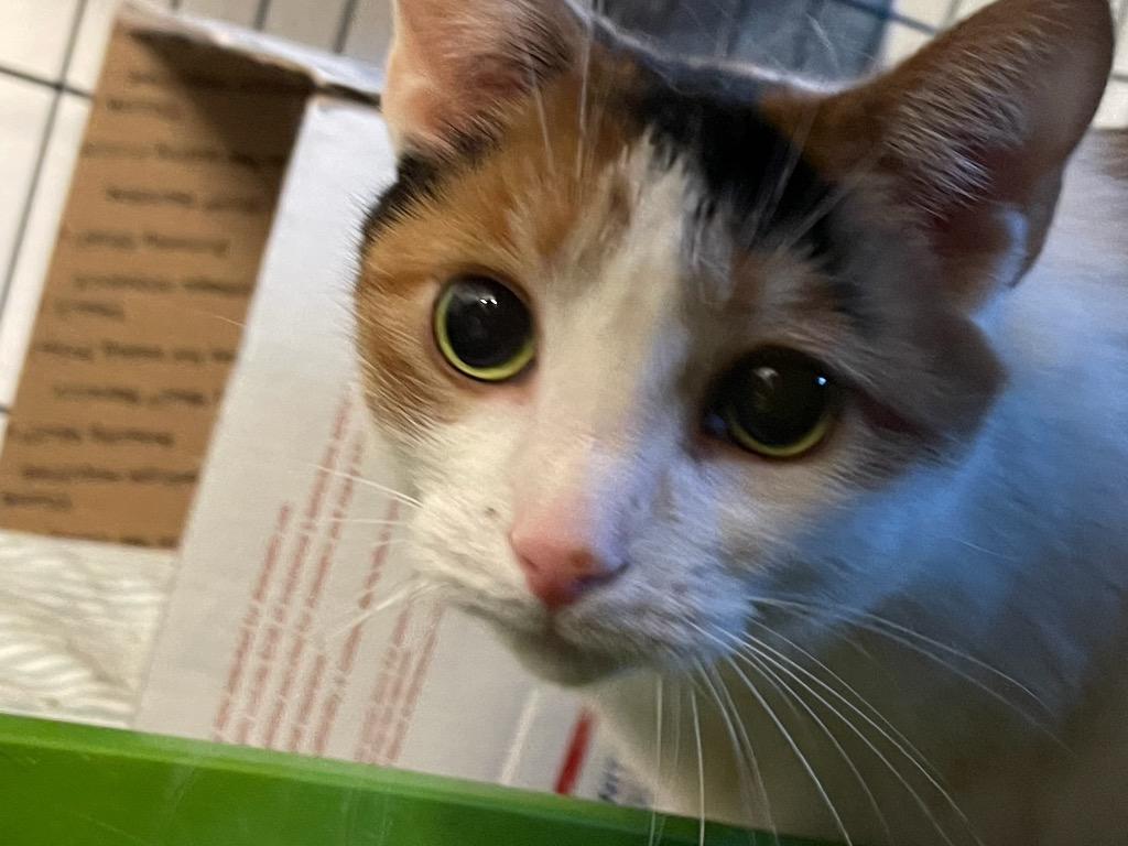 Rosita: courtesy post, Adoptable, Senior Female Domestic Short Hair.
