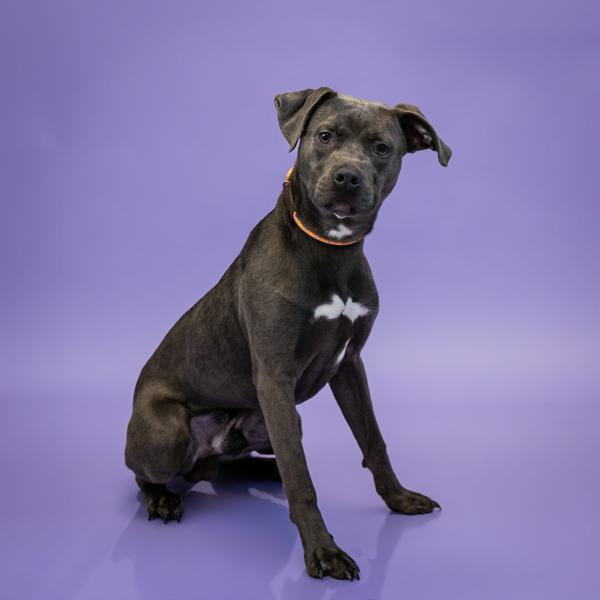 Enlarge Pen 210 Jarren, a Adoptable mixed breed in Lawrenceville, GA image 1/1