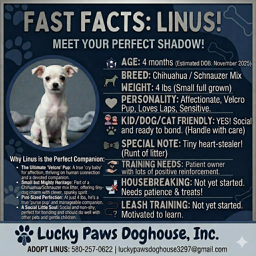 Enlarge Linus, an adopted mixed breed in Erie, CO image 2/5