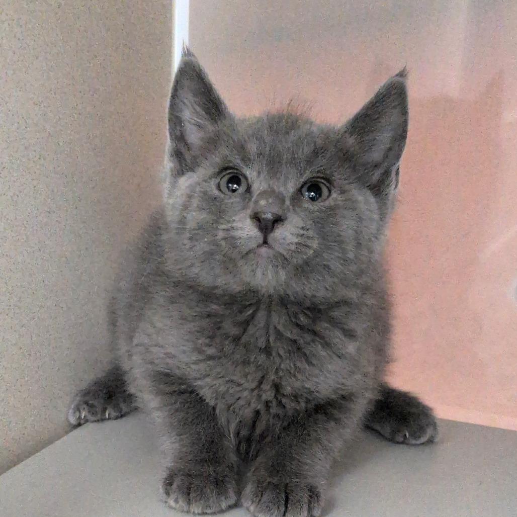Canon, Adoptable, Kitten Male Domestic Medium Hair.