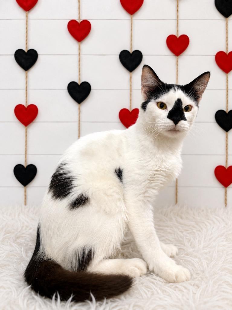 Echo, Adopted, Young Male Domestic Short Hair.