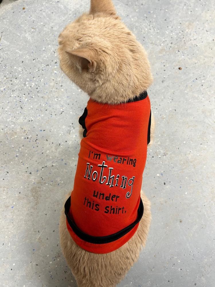 Jumpy, Adoptable, Adult Male Domestic Short Hair.