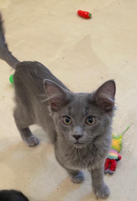 Enlarge Storm Cloud, a Adopted Domestic Medium Hair in Henrietta, TX image 1/2