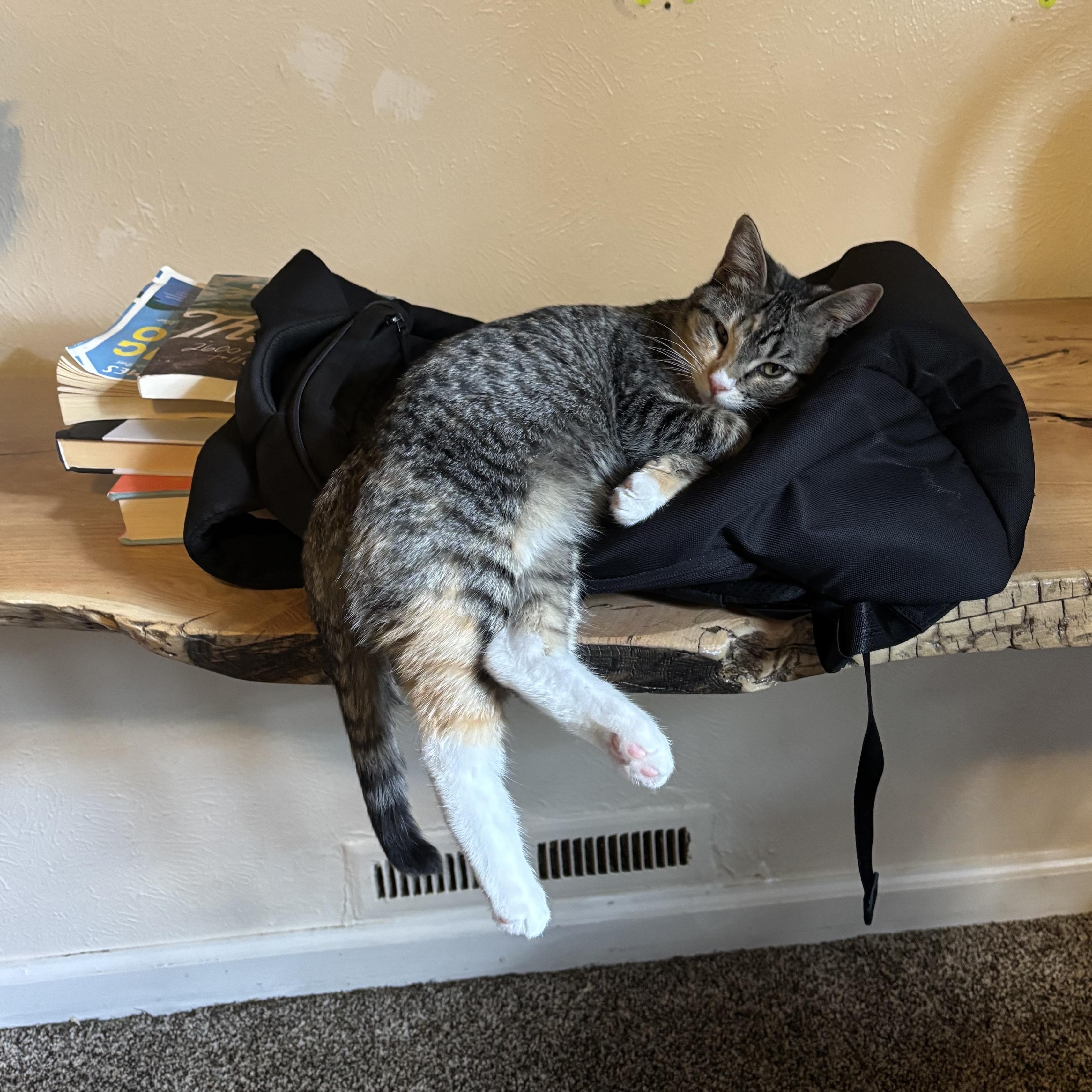 Enlarge Jayci, a Adoptable Domestic Short Hair in Denver, CO image 2/2