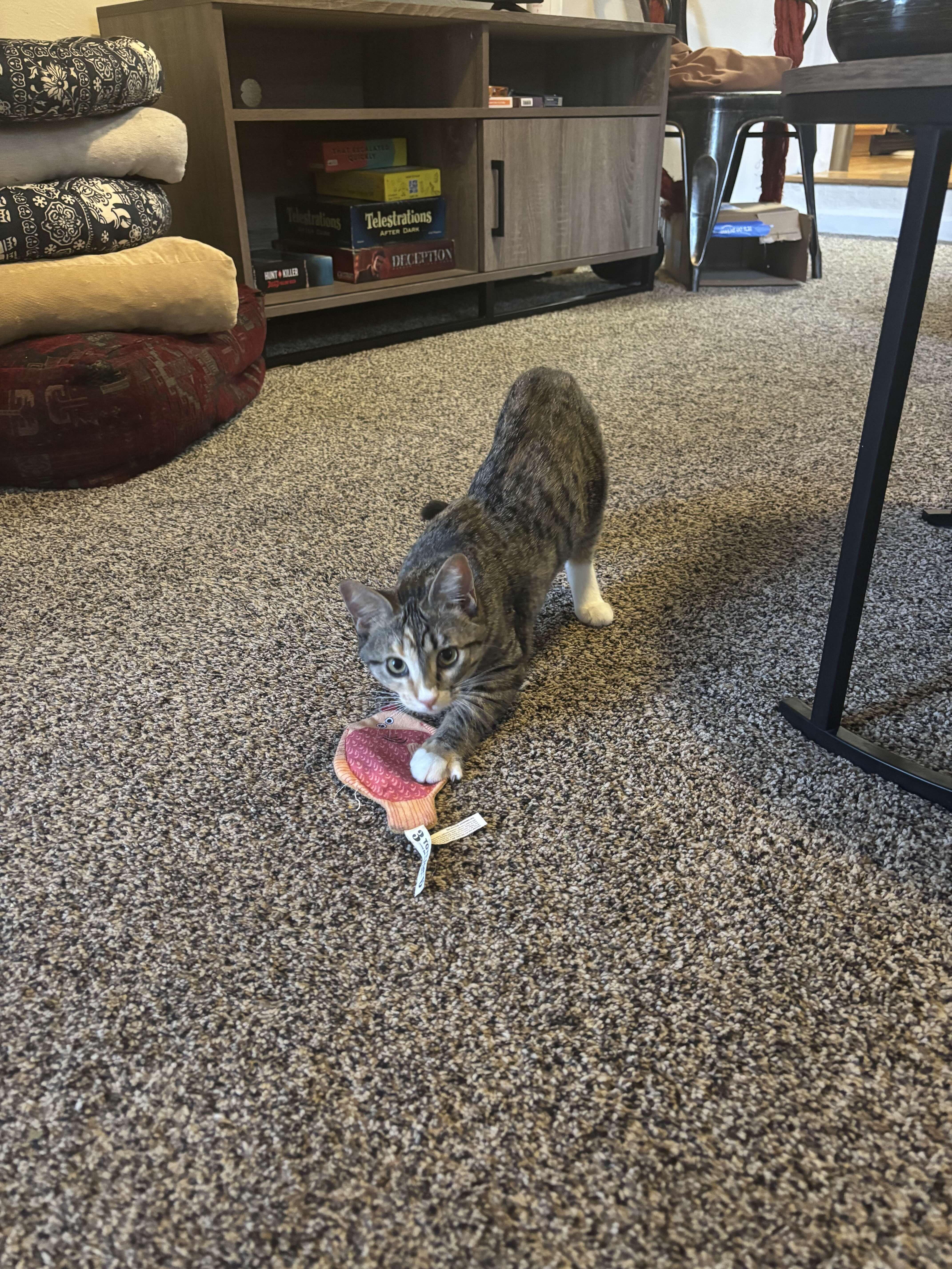 Jayci, Adoptable, Kitten Female Domestic Short Hair.