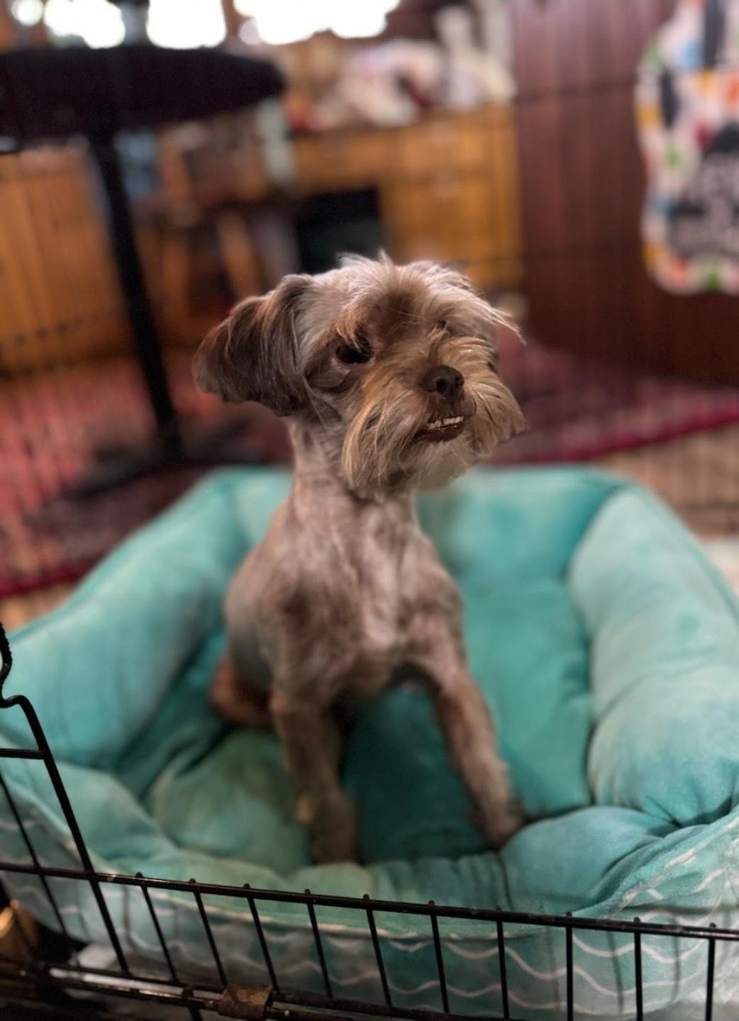 Carmel, Adopted, Adult Female Shih Tzu.