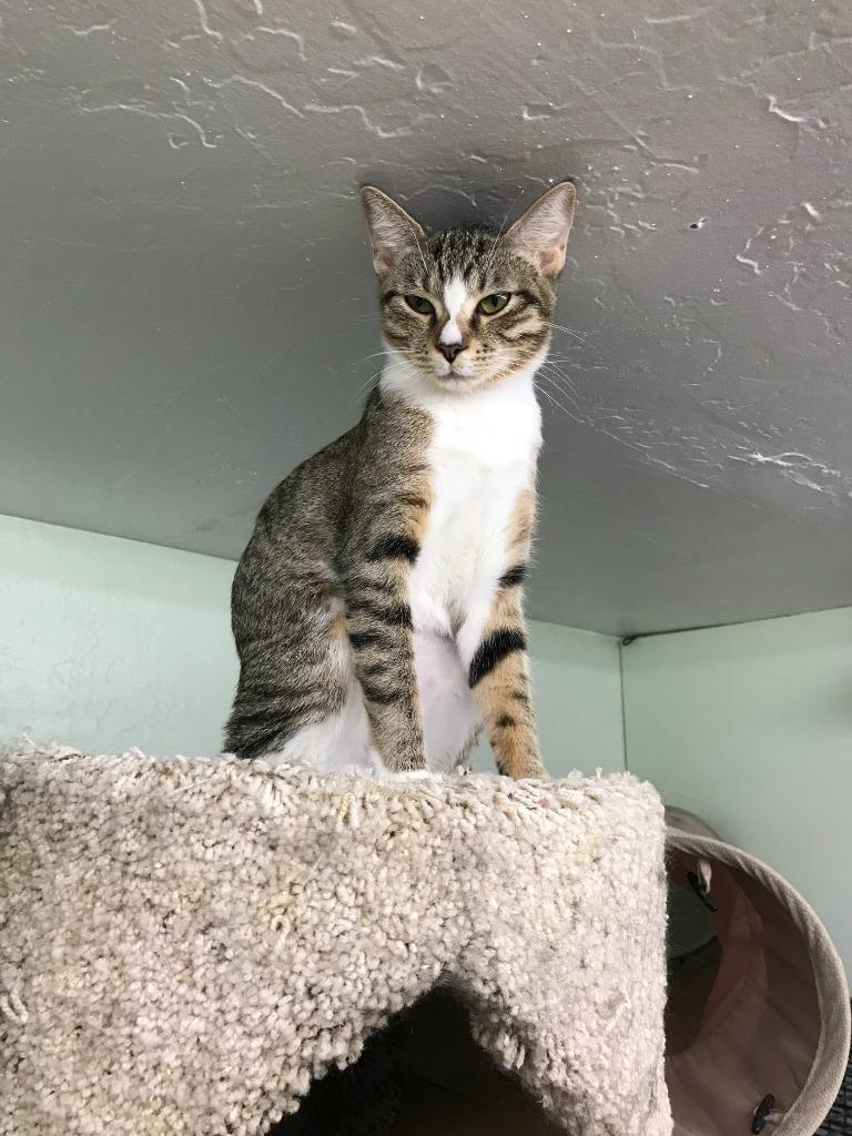 Enlarge Beatrix / Scully, a Adoptable mixed breed in Youngtown, AZ image 1/3