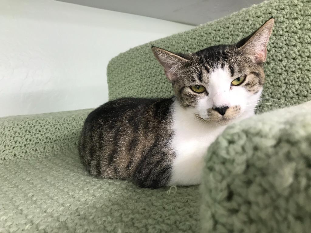 Enlarge Beatrix / Scully, a Adoptable mixed breed in Youngtown, AZ image 2/3