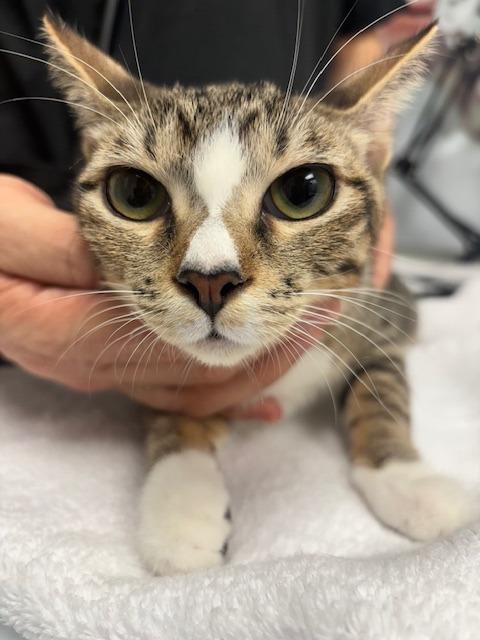 Enlarge Beatrix / Scully, a Adoptable mixed breed in Youngtown, AZ image 3/3