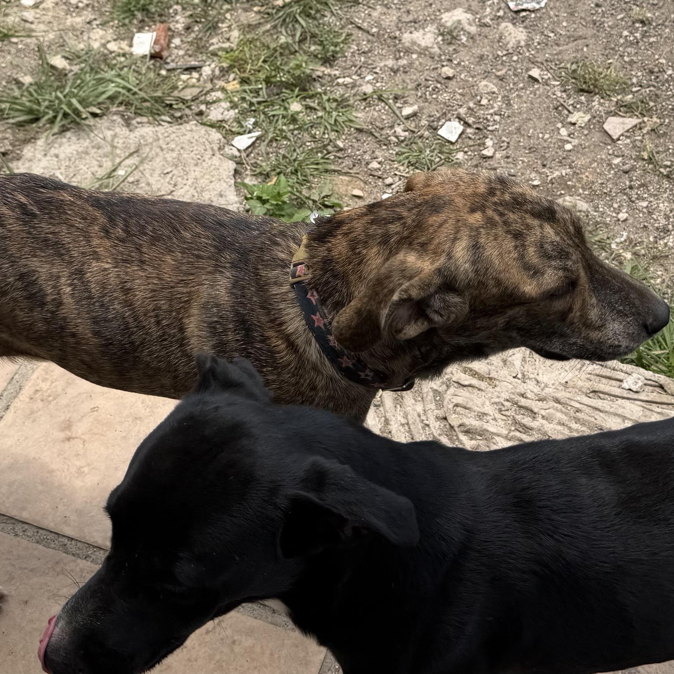 Enlarge SPIDER "Love me now." (Currently in Puerto Rico), a Adoptable mixed breed in New York, NY image 6/6
