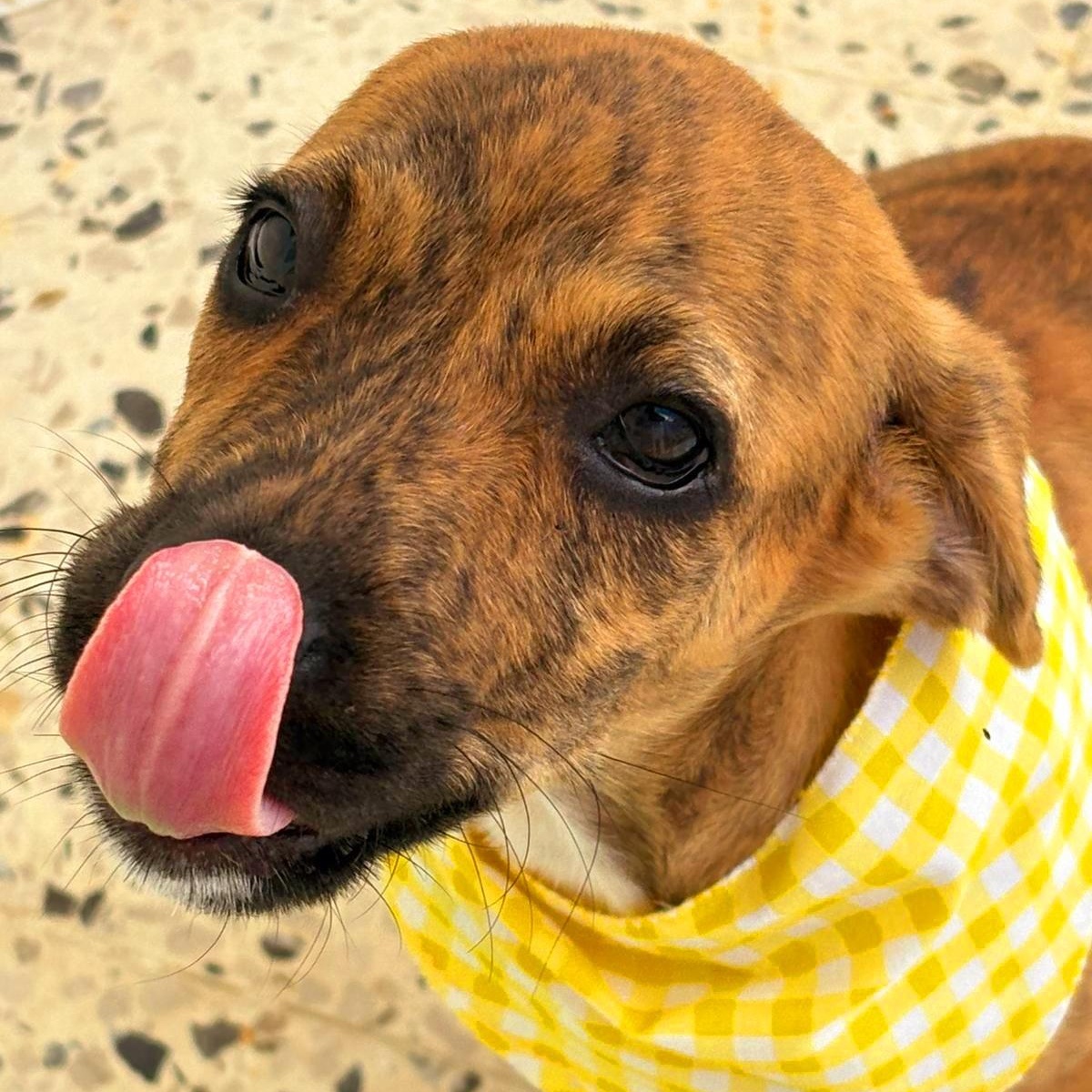 Enlarge SPIDER "Love me now." (Currently in Puerto Rico), a Adoptable mixed breed in New York, NY image 4/5