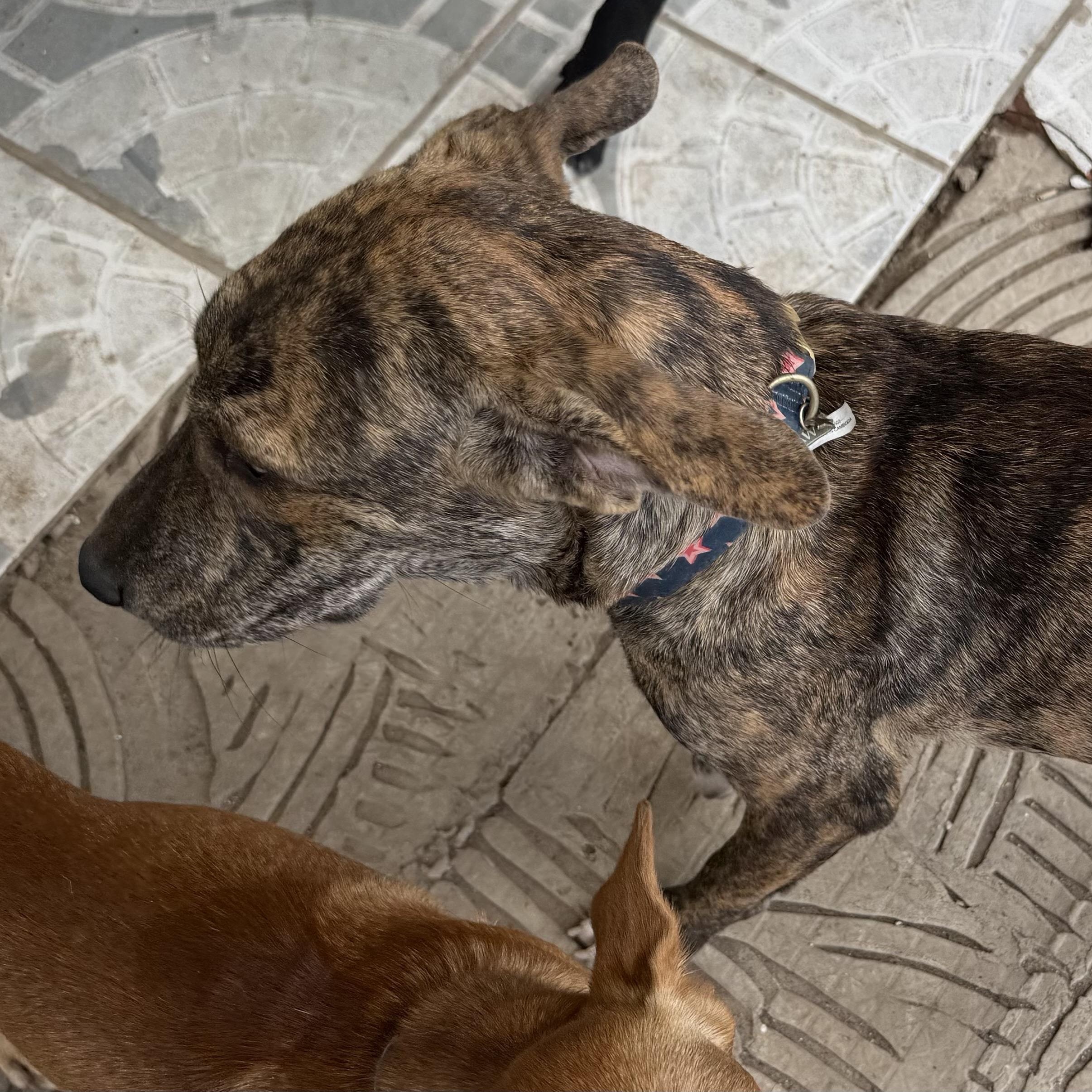 Enlarge SPIDER "Love me now." (Currently in Puerto Rico), a Adoptable mixed breed in New York, NY image 4/6
