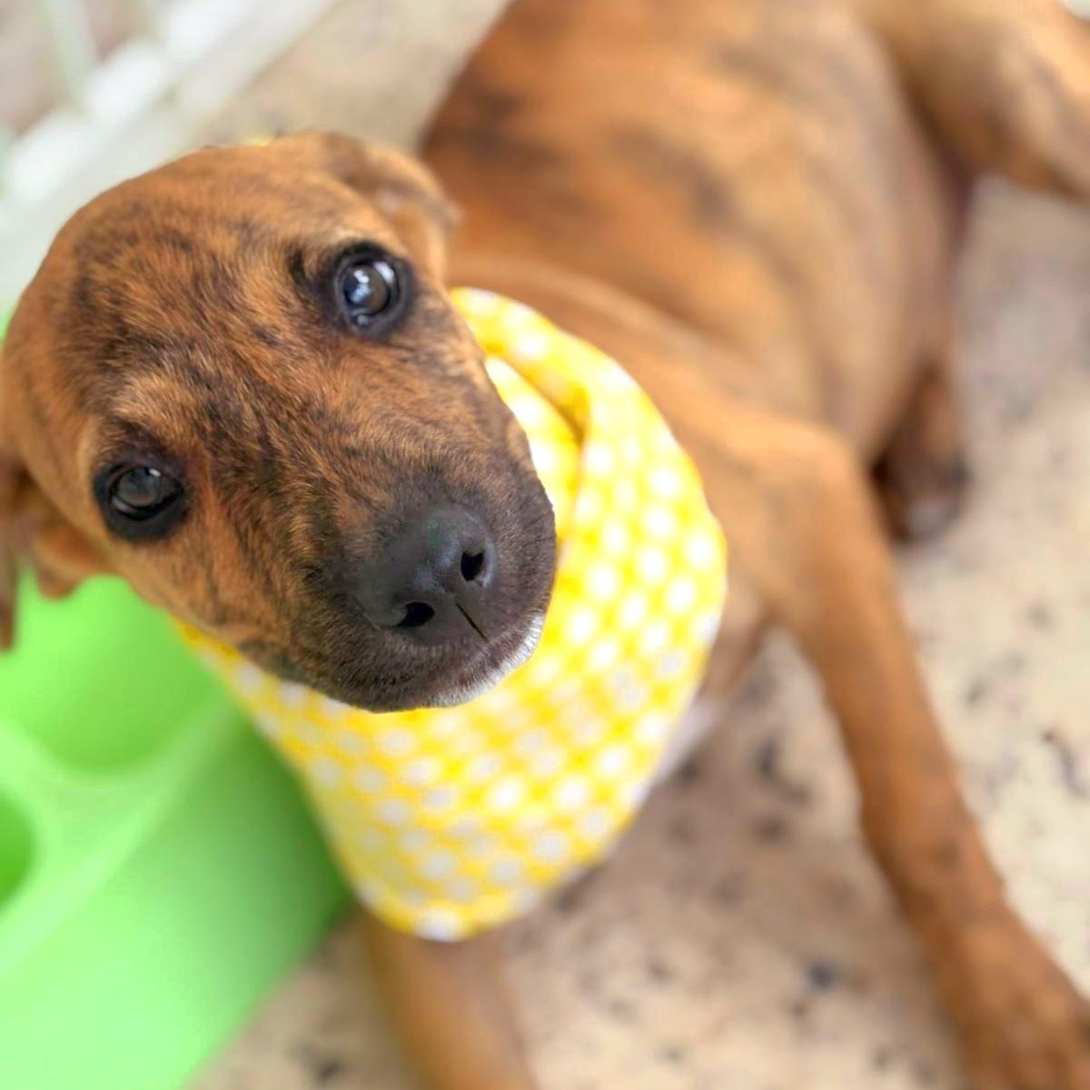 Enlarge SPIDER "Love me now." (Currently in Puerto Rico), a Adoptable mixed breed in New York, NY image 1/5