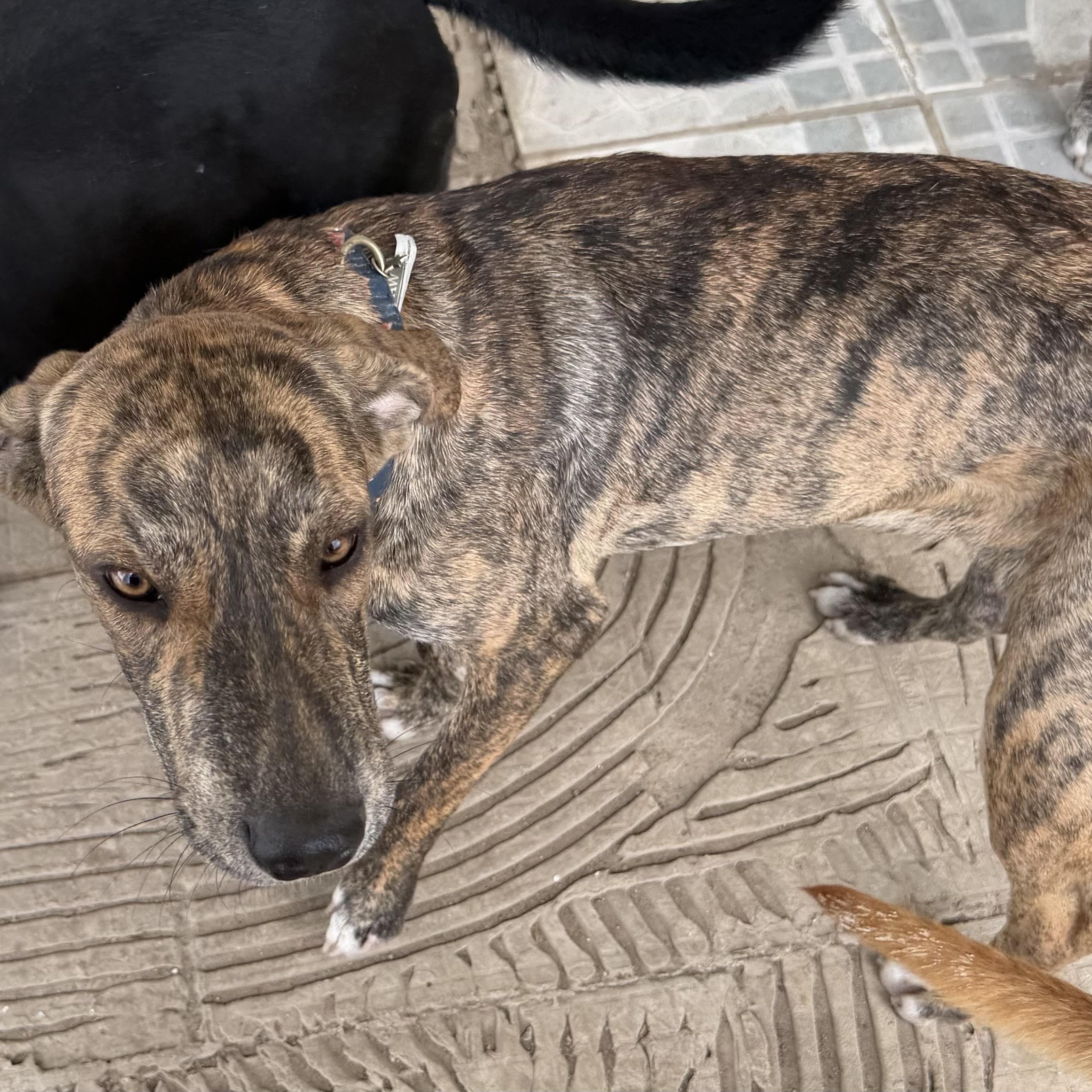 Enlarge SPIDER "Love me now." (Currently in Puerto Rico), a Adoptable mixed breed in New York, NY image 5/6