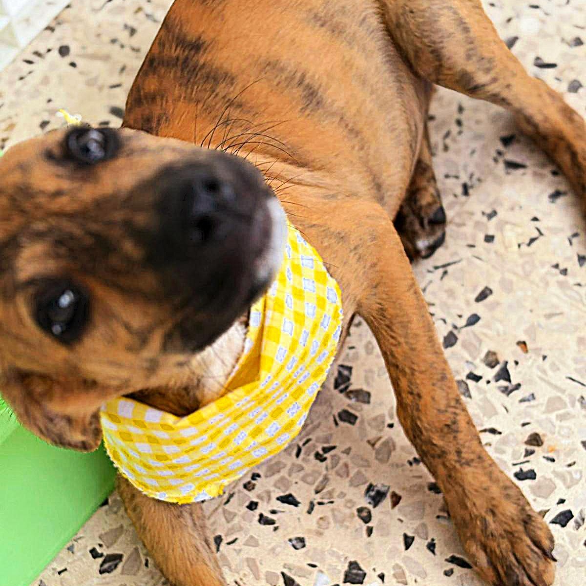 Enlarge SPIDER "Love me now." (Currently in Puerto Rico), a Adoptable mixed breed in New York, NY image 5/5