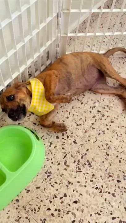 Enlarge SPIDER "Love me now." (Currently in Puerto Rico), a Adoptable mixed breed in New York, NY video 2/5