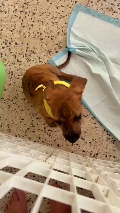 Enlarge SPIDER "Love me now." (Currently in Puerto Rico), a Adoptable mixed breed in New York, NY video 3/5