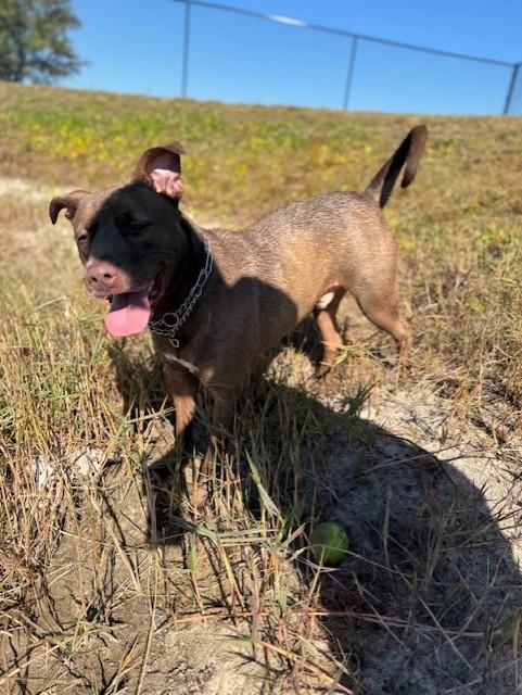 Enlarge NIKE, a Adoptable mixed breed in Lynn Haven, FL image 2/6